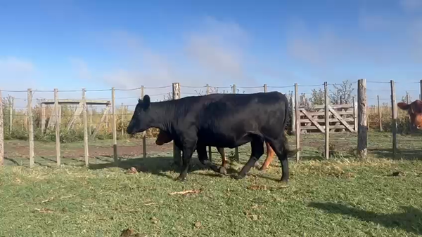 Lote 26 Vacas nuevas C/ gtia de preñez