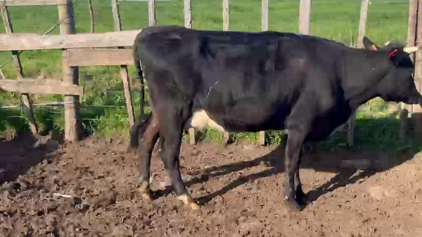 Lote Vaquillonas  400kg - , San José