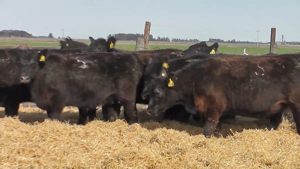 Lote Vaquillonas Negras Preñadas