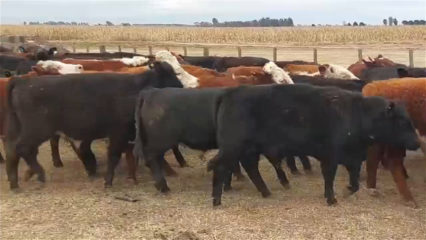 Lote 100 novillitos
