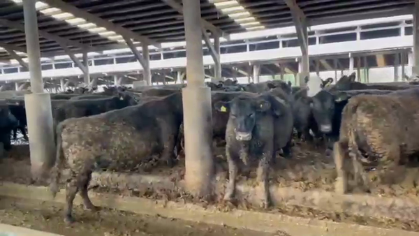 Lote 42 Vaquilla Gorda en Los Ángeles, VIII Región Biobío