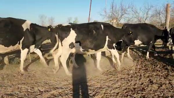 Lote Est. Don Osvaldo - Preparto