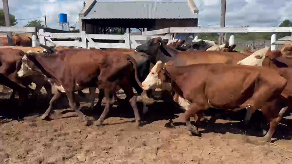 Lote 29 Vacas p/ invernar en Corrientes, Bella Vista