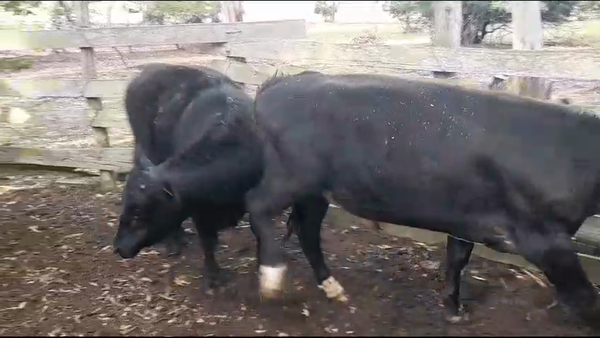 Lote Novillos 1 a 2 Años