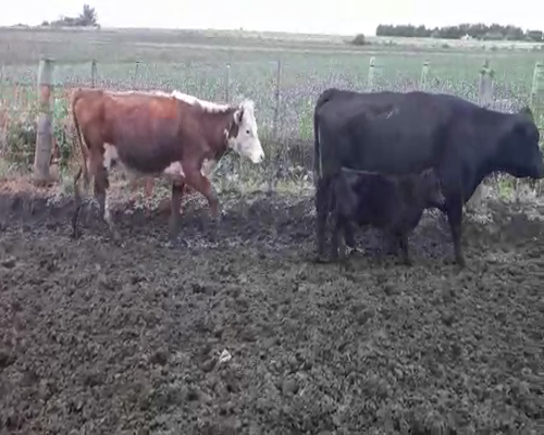 Lote 34 Ovejas piezas de cría HEREFORD Y ANGUS 380kg - , San José