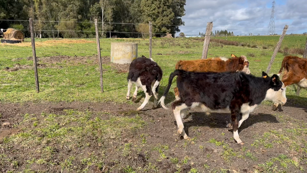Lote TERNEROS Y TERNERAS