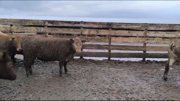 Lote 20 Vaquilla Gorda en Los Ángeles, VIII Región Biobío