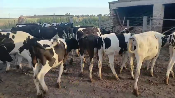 Lote 23 Novillitos Holando Argentino en Col. Bigand, Santa Fe