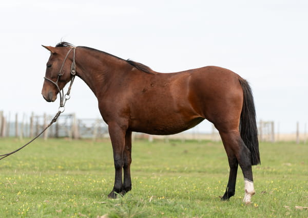 Lote Averías Totita