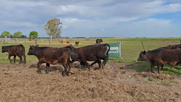 Lote 20 Terneros/as