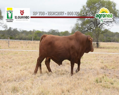 Lote TOROS BRANGUS COLORADO "EL GUAYABO"