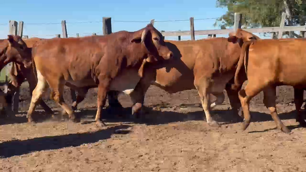 Lote 35 Novillos en Corrientes, Santo Tomé