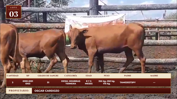 Lote LOTE 3