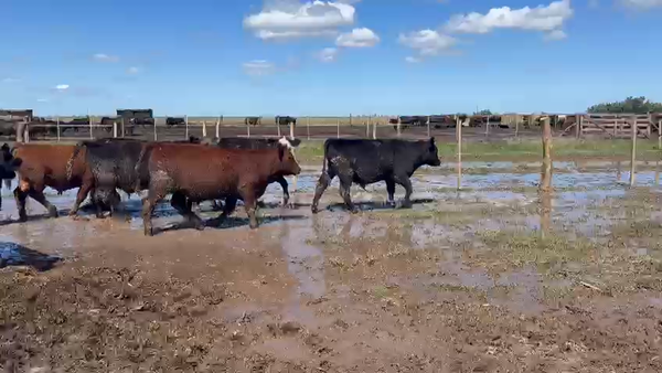 Lote 65 Terneros Gral. Pinto