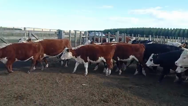 Lote 31 Vaquillonas y Vacas, San José