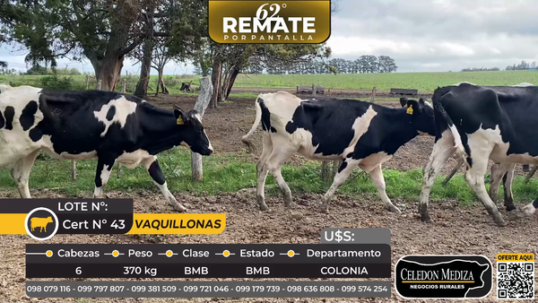 Lote 6 Vaquillonas  en Puntas del Riachuelo, a 6 km de Tarariras, Colonia