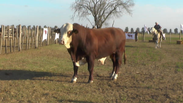 Lote TORO BRAFORD