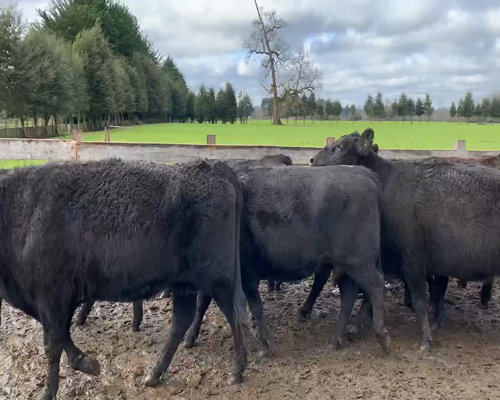 Lote 33 Vaca Preñada en Purranque, X Región Los Lagos