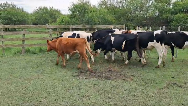 Lote NOVILLOS HOLANDO