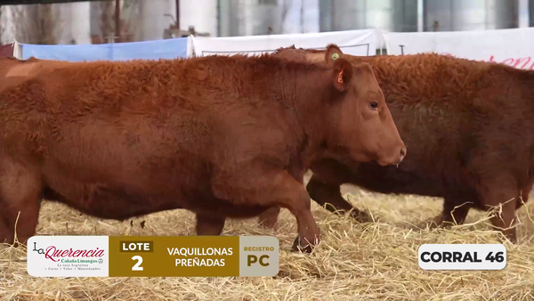 Lote VAQUILLONAS PC PREÑADAS PARICIÓN PRIMAVERA 2026