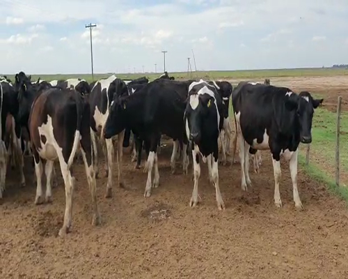 Lote (Vendido)30 Vaquillonas, Córdoba