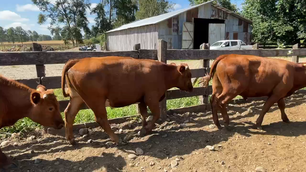 Lote 54 Novillo Engorda en La Unión, XIV Región Los Ríos
