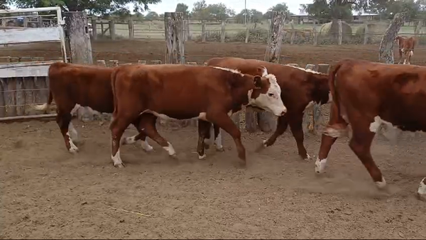 Lote 140 Terneras en Corrientes, Curuzú-Cuatiá