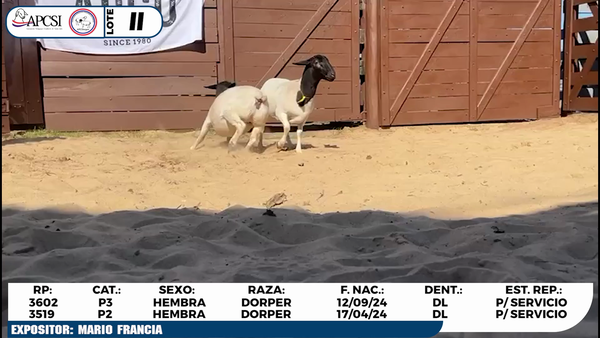 Lote LOTE 11