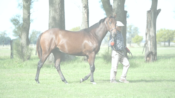 Lote BISSET DE GRAMONT (EMOTION ORPEN -  BEAUTIFUL EYES)