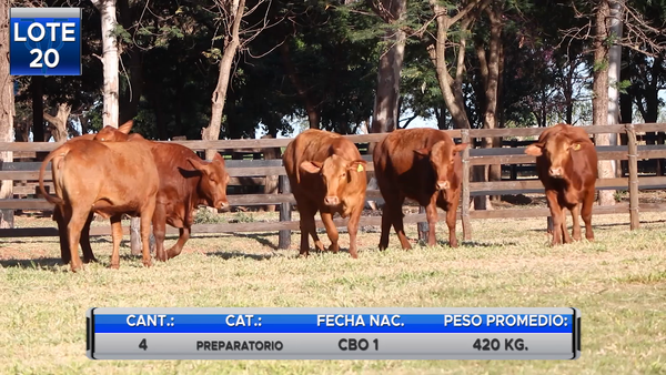 Lote VAQUILLAS BRANGUS PREÑADAS  -LOTE 20