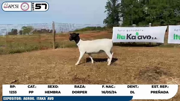 Lote LOTE 57