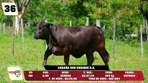 Lote LOTE 36 - DE CAMPO