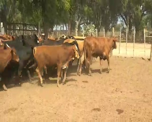 Lote 110 Terneros en Quimilí, Santiago del Estero