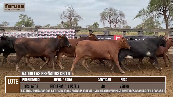 Lote LOTE 31 - 40 VAQUILLAS PREÑADAS CBO 0