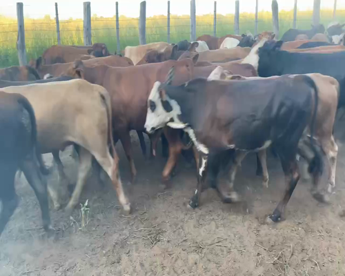 Lote 59 Terneros en Juan José Castelli, Chaco