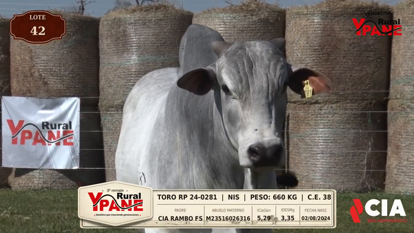 Lote Lote 42