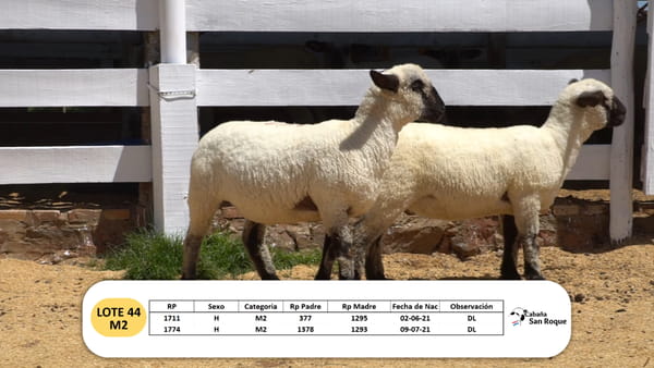 Lote Lote 44 - M2