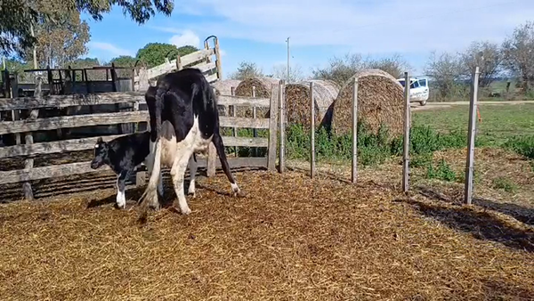 Lote (Vendido)2 Piezas de cría en PIEDRA CHATA