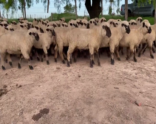 Lote 58 Corderos en Soriano, Dolores