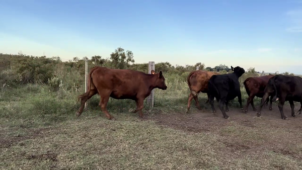 Lote VACAS PREÑADAS