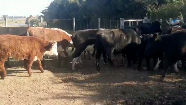 Lote 28 Piezas de cría HEREFORD Y ANGUS 340kg - , San José
