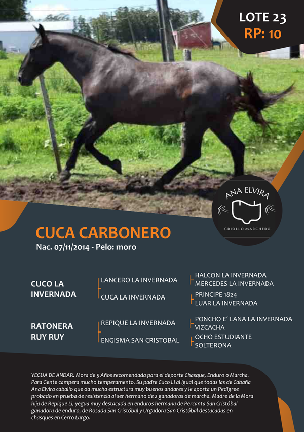 Lote RP 10 - CUCA CARBONERO