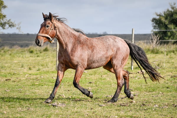 Lote TIRANA LA FLECHILLA