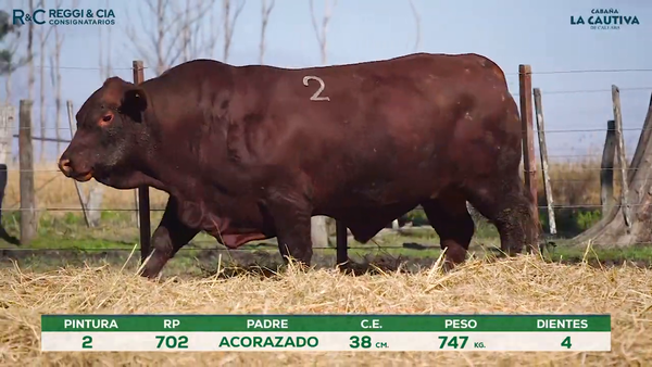 Lote Toros Brangus PPC