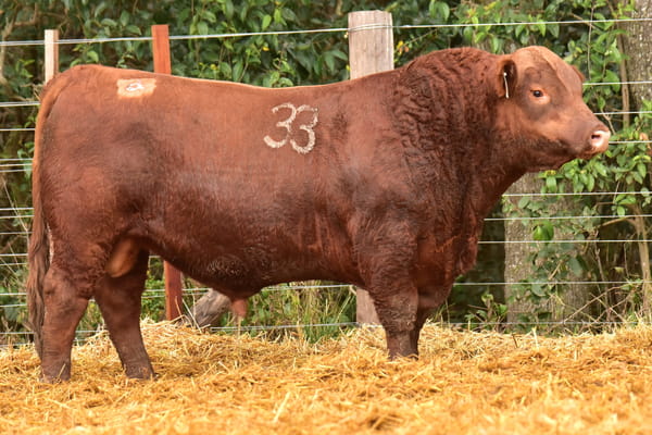 Lote TOROS ANGUS PC