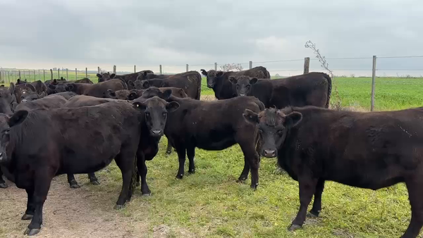 Lote 73 Vaquillonas c/garantía de preñez
