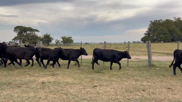 Lote 107 Terneras en Sarandi Grande, Florida