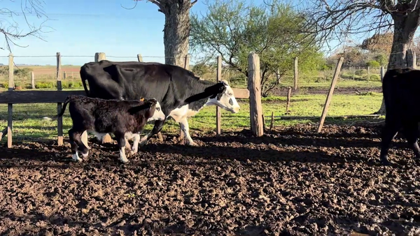 Lote PIEZAS DE CRIA