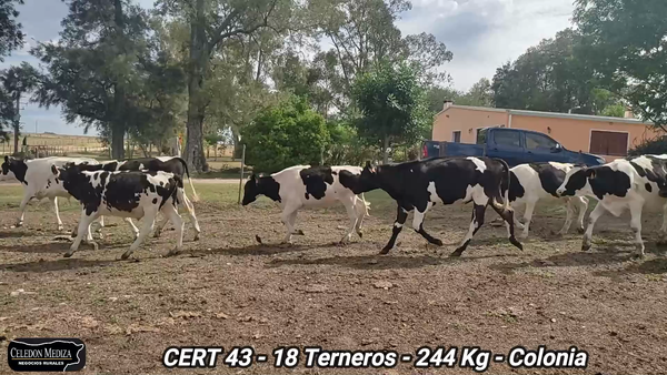 Lote 18 Novillos 1 a 2 años en Tarariras, Colonia
