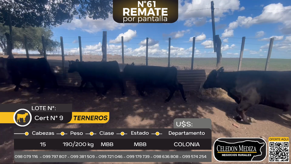 Lote 15 Terneros en El Chileno, Colonia